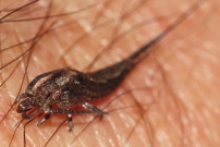 Un thysanoure (Microcoryphia - Machilidae - Dilta.sp)